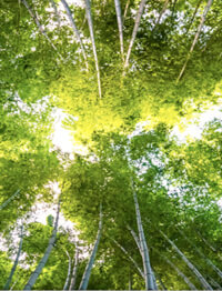 Cuadro panorámico paisaje de árboles