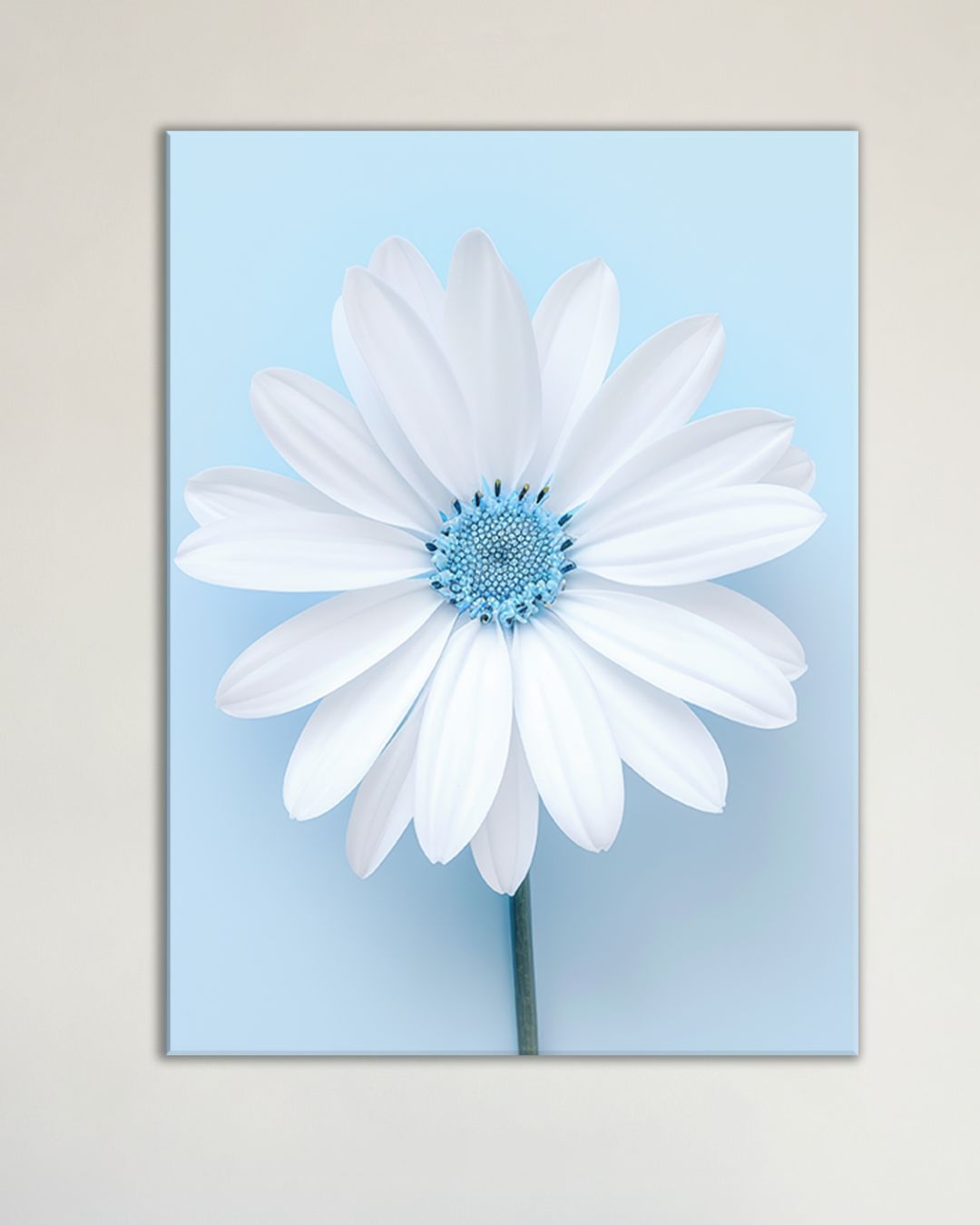 Cuadro margarita sobre fondo azul suave